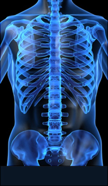 목동자생한방병원 허리질환 척추측만증-정상적인 사람의 척추 모습입니다.